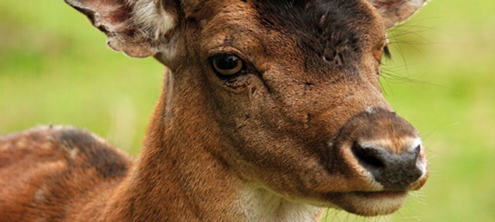 Foto: "Jagd ist die nachhaltige Nutzung natürlicher Ressourcen."