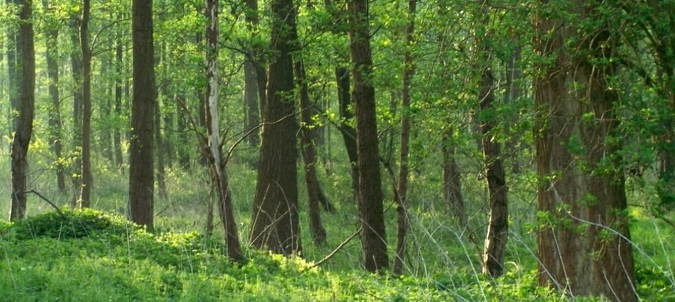 Bild: "Wald ist unser Leben, nachhaltige Eigentümerverantwortung unser Kompass."